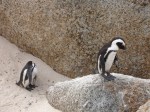 African Peguins