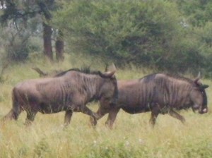 Wildebeest at Thakadu Lodge